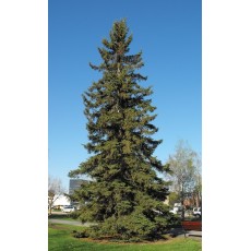 Spruce - White